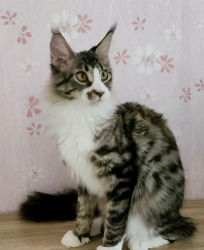 Maine coon pure breed with pedigree