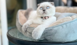 amazing Scottish fold bluepoint , vaccinated with passport,all accessories free & delivery available