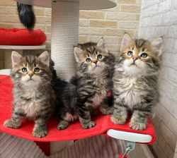 Siberian kittens for adoption