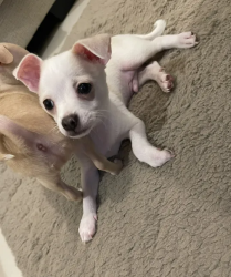 Chihuahua Male 2 months old