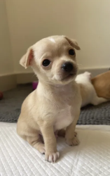 Male Teacup Chihuahua 2 months old-