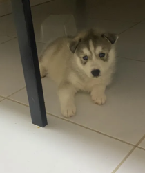Siberian Husky for sale for 3000AED
