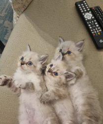 pure Ragdoll kittens