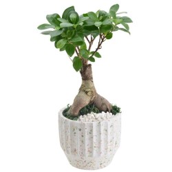 Bonsai Ficus Table Top indoor Plant with Pot