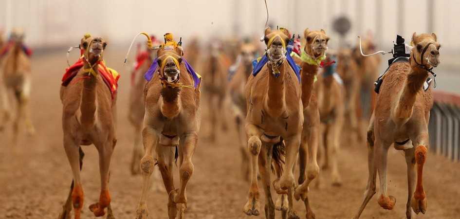 Experience Camel Racing in Dubai