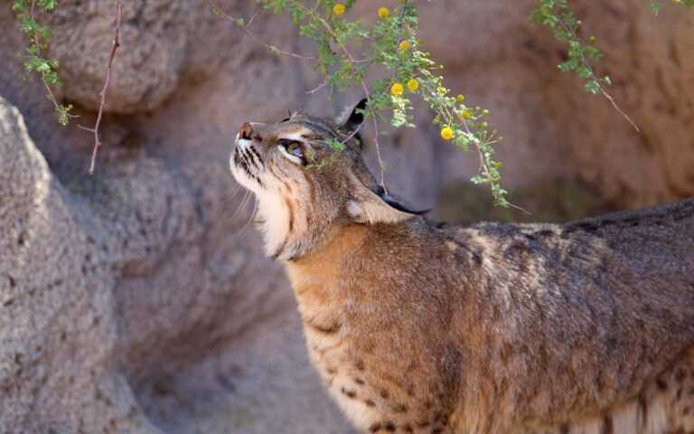 Al Hefaiyah Mountain Conservation Centre