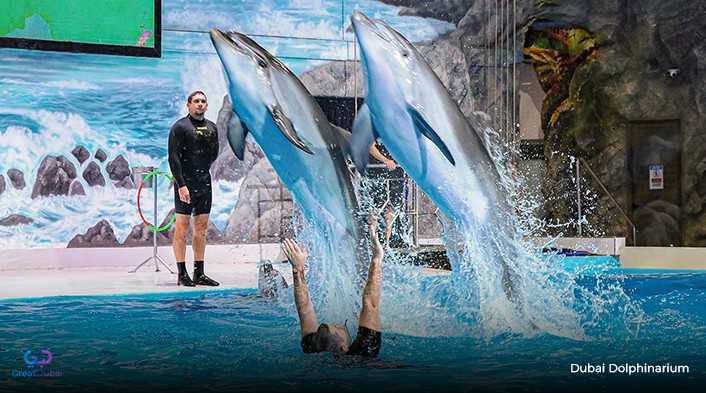 Dubai Dolphinarium Al karama park