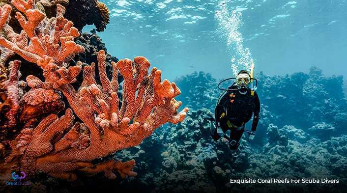 Exquisite Coral Reefs for Scuba Divers