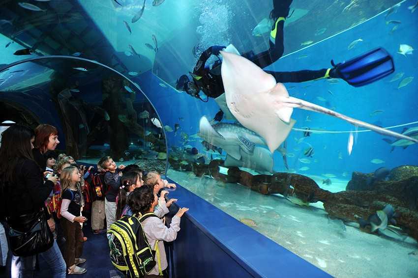 The Sharjah Aquarium: A beautiful underwater world