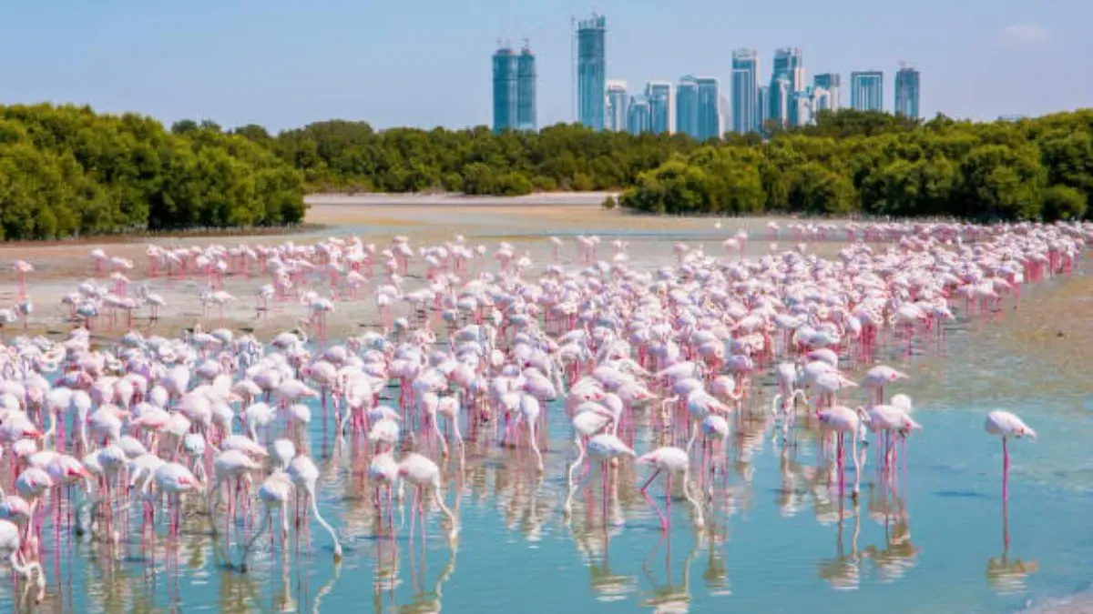 Flamingo Lake in the Ras Al Khor Wildlife Sanctuary