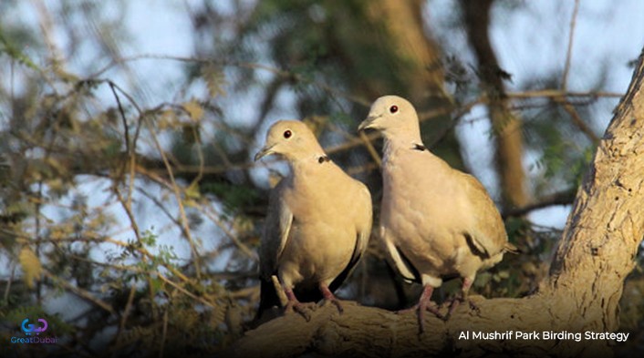 Al Mushrif Park Birding Strategy