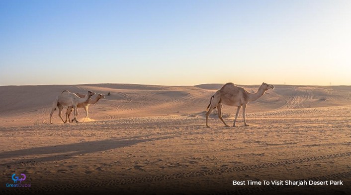Best Time to Visit Sharjah Desert Park