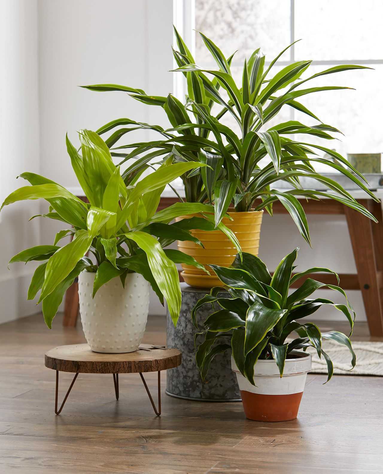 Large, Healthy, Happy Plants! House or Outside-pic_2
