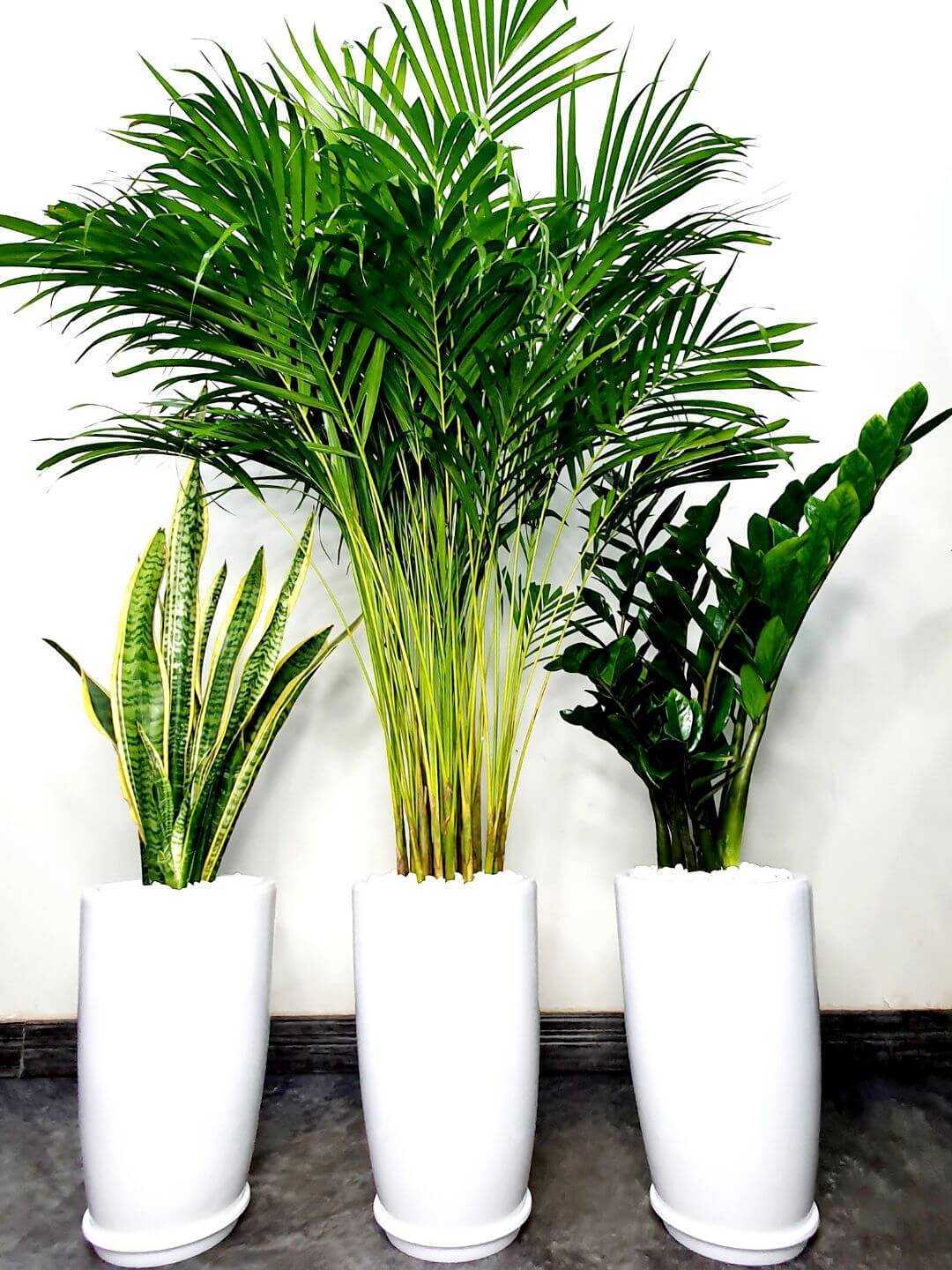 Areca Palm Plant with Ceramic Pot-image