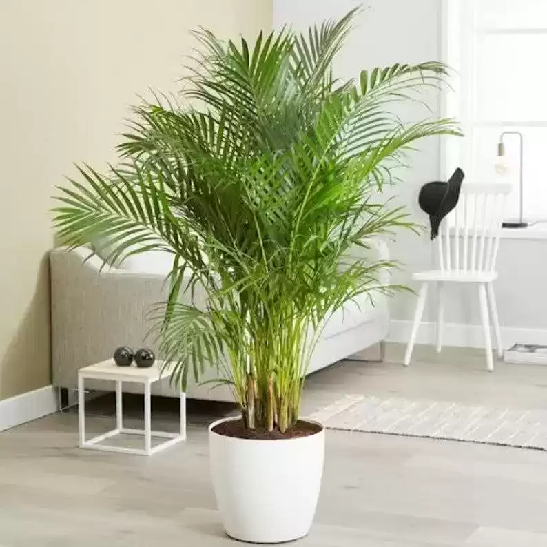 Areca Palm Plant with Ceramic Pot-pic_1