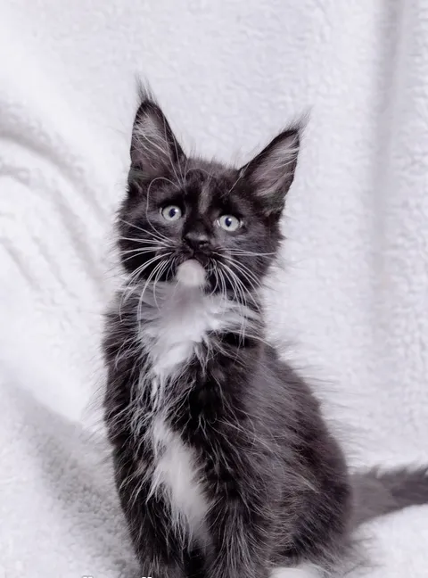 Maine Coon PureBreed Kittens-pic_1