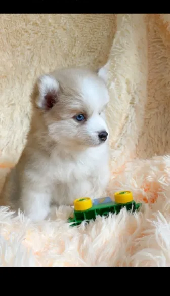 Pomsky and Pomeranian puppies rare colours-pic_2