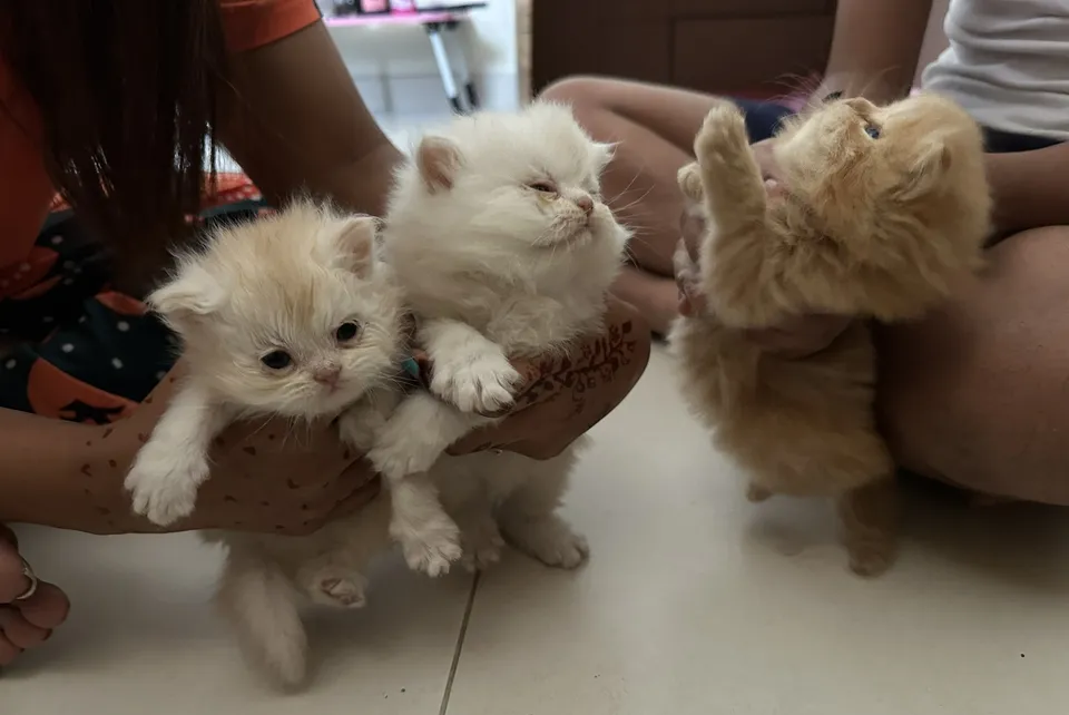 30 days old persian kittens-image