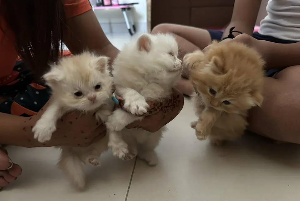 30 days old persian kittens-pic_2