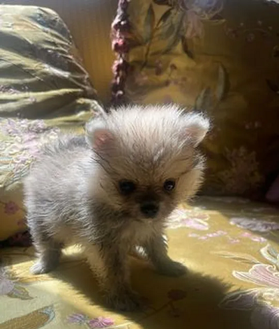 pure pomeranians for sale 2 months old-pic_1