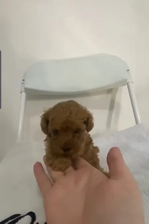 Toy Poodle Female-pic_3