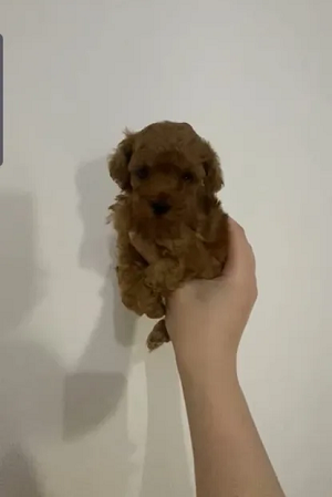 Toy Poodle Female-pic_2
