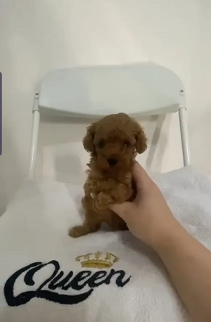 Toy Poodle Female-pic_1