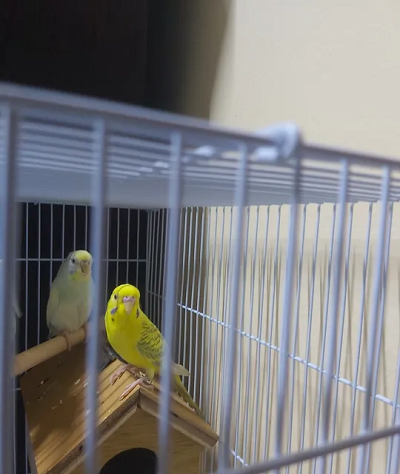 budgies for sale
