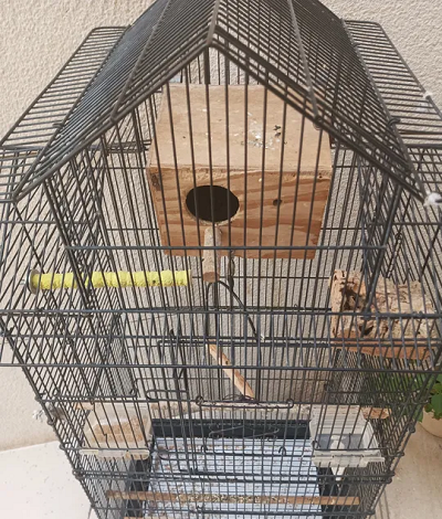 4 Parrot with Big cage