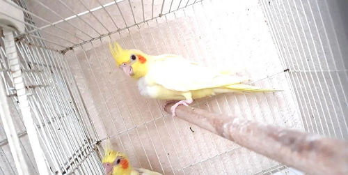 latino Cockatiel chicks fully yellow and love bird 5m old