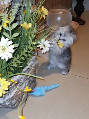 Adorable Scottish Fold kittens for sale-pic_3