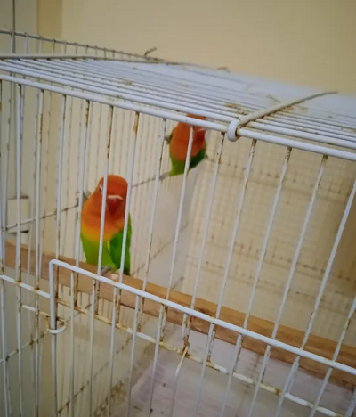 love bird pair very helthy