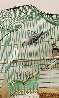 budgie with finch and cage