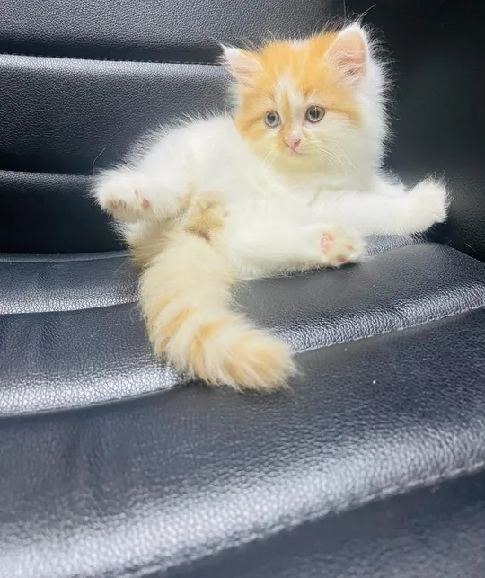 Persian kitten-image