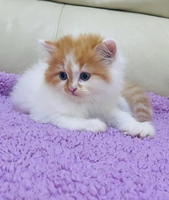 Persian kitten-pic_2