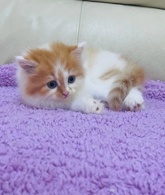 Persian kitten-pic_3