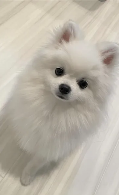 Mini Pomeranian dog