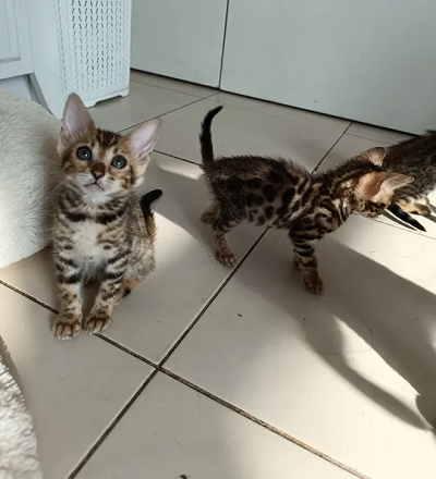 Bengal kittens 2 month old-image