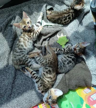 Bengal kittens 2 month old-pic_3