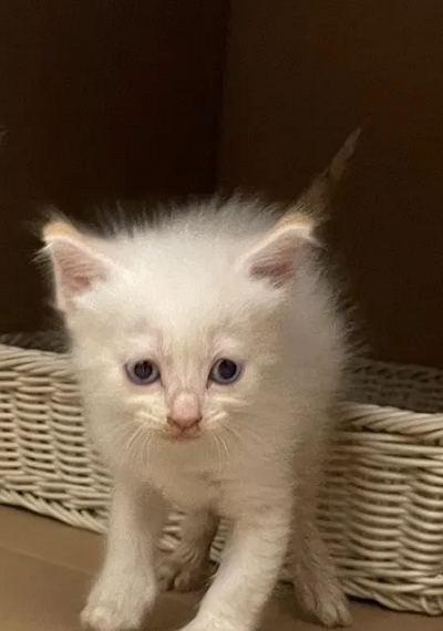 Persian Male kitten - 2 month old