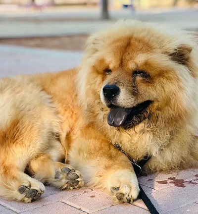 MALE Chow Chow Registered and Fully Checked-image