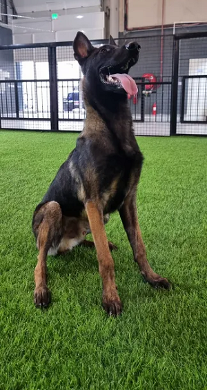 Large, Handsome, and STRONG 8 Months Male Belgian Malinois Puppy.