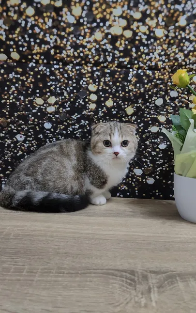 Luxury munchkin fold rare cat-image