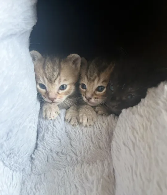 3 kittens for sale-pic_1