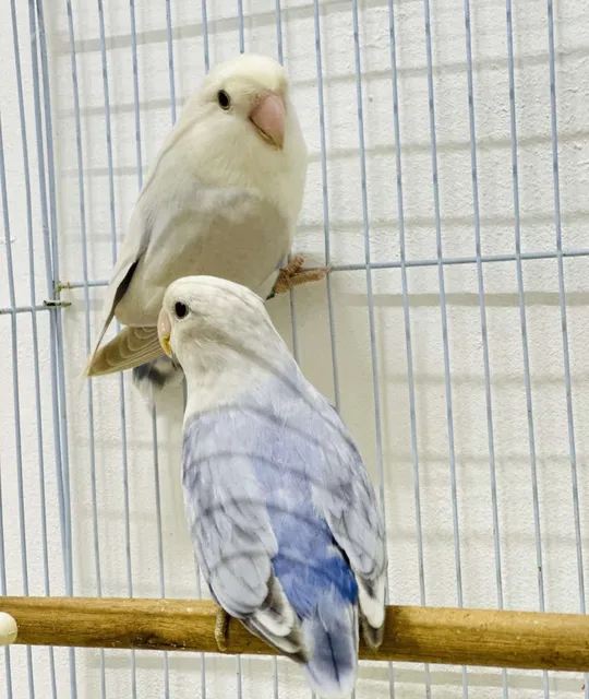 Love bird’s breeding pair for sale with cage very healthy and beautiful pair