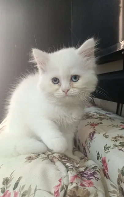 Pure Persian Kitten-image