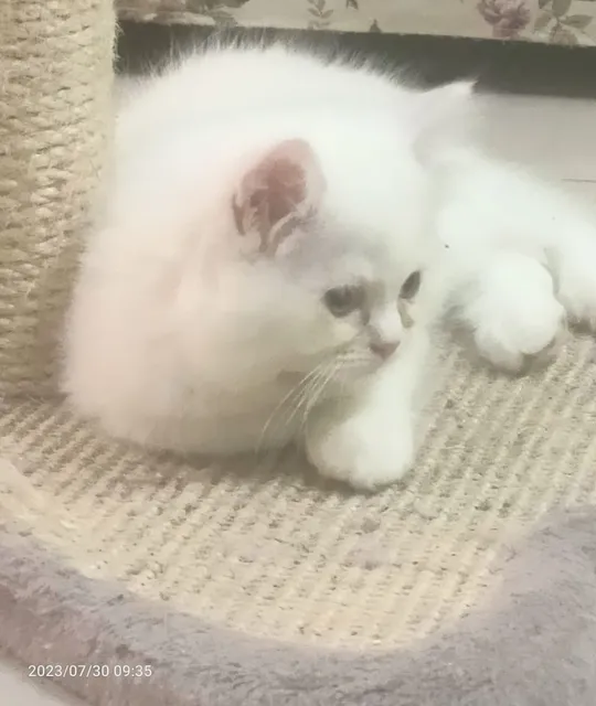 Pure Persian Kitten-pic_1