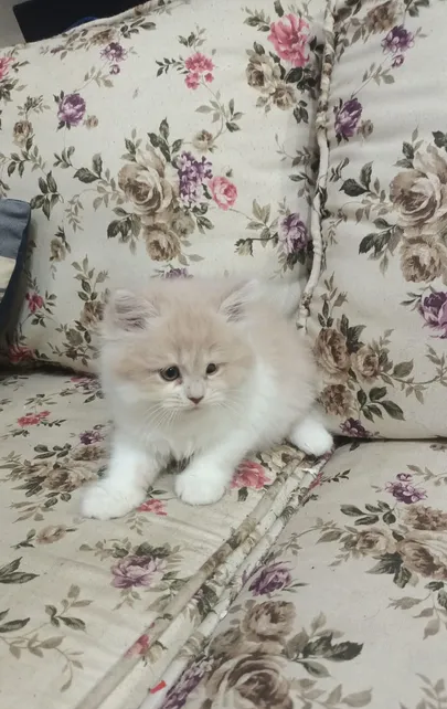 Persian kitten-image
