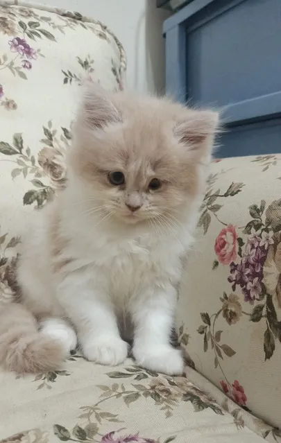 Persian kitten-pic_2
