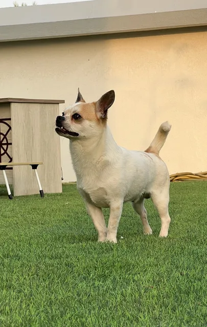 Chihuahua male ))))